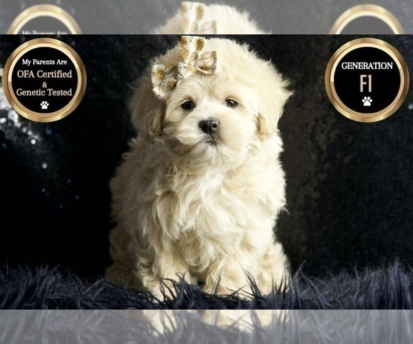Medium Photo #1 Maltipoo Puppy For Sale in WARSAW, IN, USA