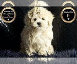 Puppy Charolette F1 Maltipoo