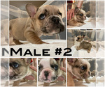Small Photo #10 French Bulldog Puppy For Sale in LILLINGTON, NC, USA