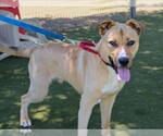 Small #1 German Shepherd Dog Mix
