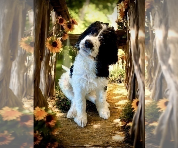 Medium Photo #13 Bernedoodle Puppy For Sale in MENIFEE, CA, USA