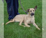 Small #2 German Shepherd Dog-Mastiff Mix
