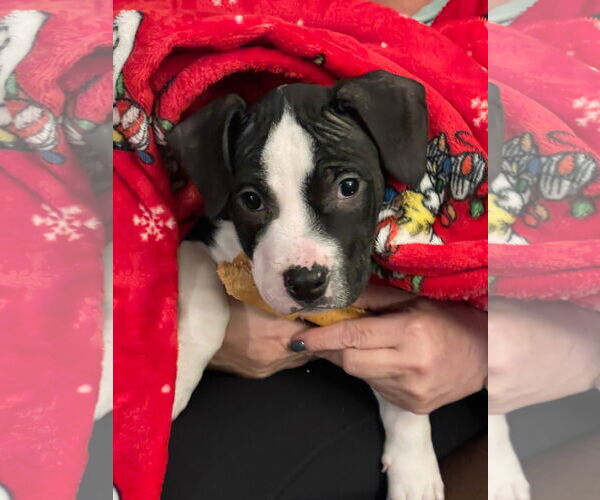 Medium Photo #2 Mutt Puppy For Sale in Tarrytown, GA, USA