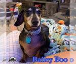 Small Photo #7 Dachshund Puppy For Sale in San Antonio, TX, USA