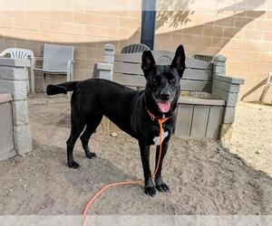 SHEILA - Female German Shepherd Dog Dog for Adoption - Photo #2