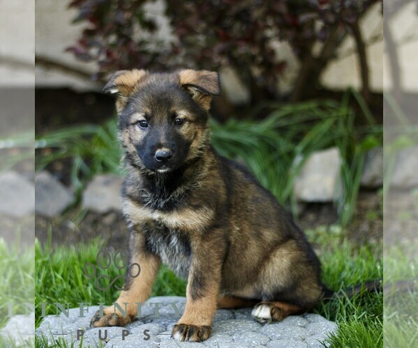 Medium Photo #3 Australian Shepherd-German Shepherd Dog Mix Puppy For Sale in BIRD IN HAND, PA, USA