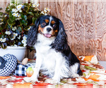 Small Photo #1 Cavalier King Charles Spaniel Puppy For Sale in WAKARUSA, IN, USA