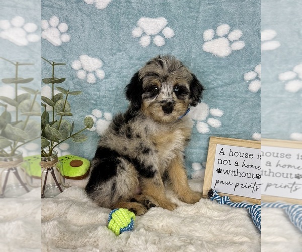 Medium Photo #3 Bernedoodle (Miniature) Puppy For Sale in NOBLESVILLE, IN, USA