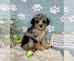 Small #2 Bernedoodle (Miniature)