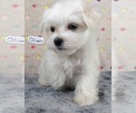 Small Photo #2 Maltese Puppy For Sale in MOMEYER, NC, USA