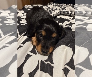 Medium Dachshund