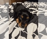 Puppy Cinnabon Dachshund