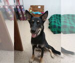Small #1 German Shepherd Dog Mix