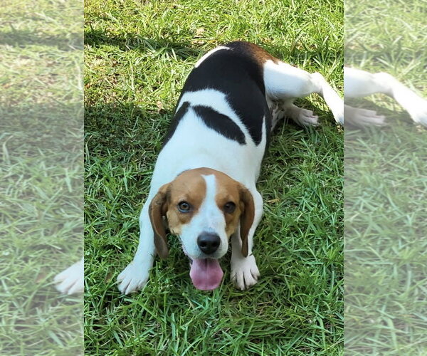 Medium Photo #4 Beagle Puppy For Sale in Dunnellon, FL, USA