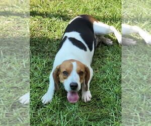Jackie - Female Beagle Dog for Adoption - Photo #4