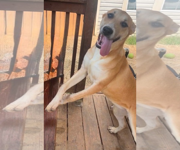 Medium Photo #5 Labsky Puppy For Sale in Wetumpka, AL, USA
