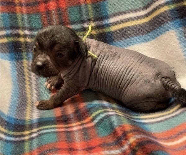 Medium Photo #5 Chinese Crested Puppy For Sale in SOUTHERN PINES, NC, USA