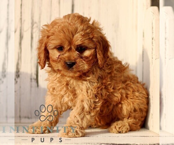 Medium Photo #1 Cavapoo (Miniature) Puppy For Sale in NEW HOLLAND, PA, USA