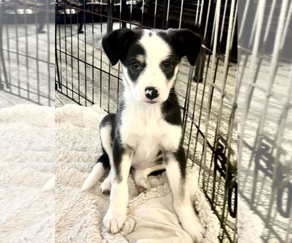Medium Photo #3 Colonial Cocker Spaniel-Unknown Mix Puppy For Sale in San Diego, CA, USA