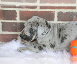 Small Photo #4 Great Dane Puppy For Sale in GOSHEN, IN, USA