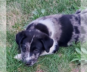 Australian Shepherd-Great Pyrenees Mix Puppy for sale in AINSWORTH, IA, USA