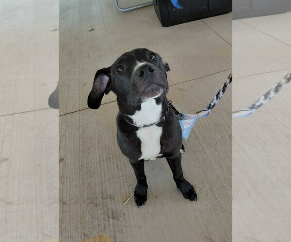 Medium Photo #15 American Pit Bull Terrier-Labrador Retriever Mix Puppy For Sale in Germantown, OH, USA