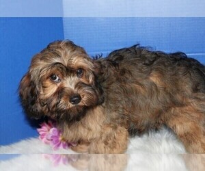 Cavapoo Puppy for sale in WATERFORD, MI, USA