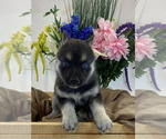Small Photo #5 Pomsky Puppy For Sale in ROCKFORD, IL, USA