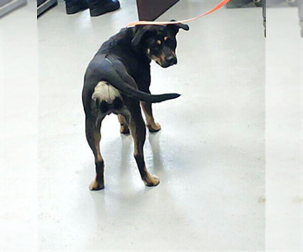 Medium Photo #1 Mutt Puppy For Sale in Fayetteville, NC, USA