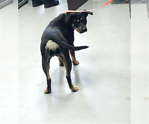 Mutt Dogs for adoption in Fayetteville, NC, USA