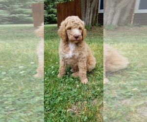 Poodle (Standard) Puppy for sale in CANNON FALLS, MN, USA