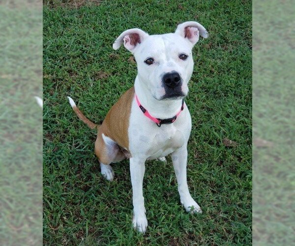 Medium Photo #6 American Pit Bull Terrier-Unknown Mix Puppy For Sale in Virginia Beach, VA, USA