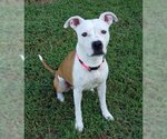 Small #5 American Pit Bull Terrier Mix