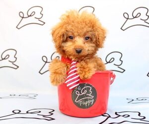 Poodle (Miniature) Puppy for Sale in LAS VEGAS, Nevada USA