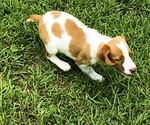 Small #1 Brittany