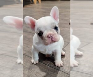 French Bulldog Puppy for sale in PHOENIX, AZ, USA