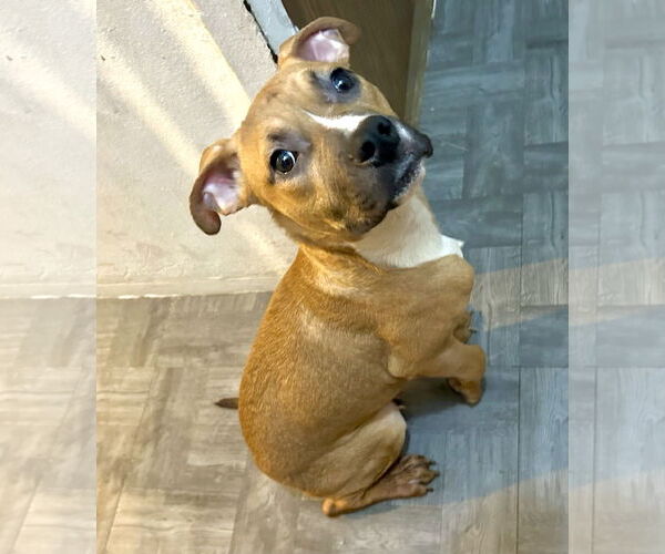 Medium Photo #3 American Pit Bull Terrier-Bulldog Mix Puppy For Sale in Staten Island, NY, USA