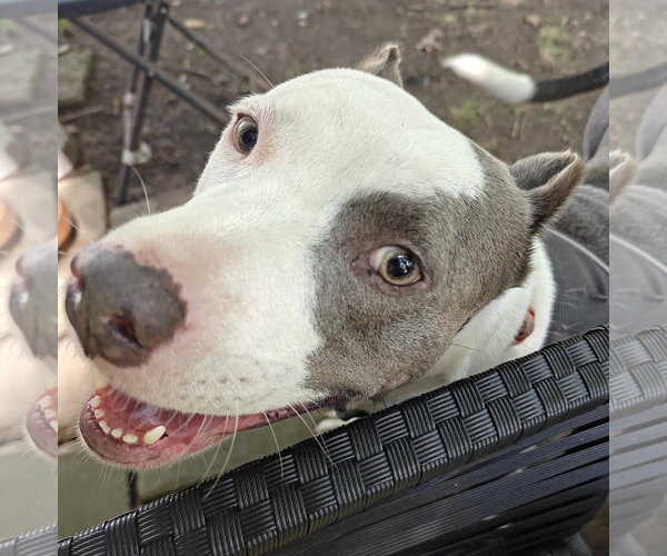 Medium Photo #1 American Pit Bull Terrier-Unknown Mix Puppy For Sale in Germantown, OH, USA