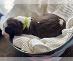 Small #1 English Springer Spaniel