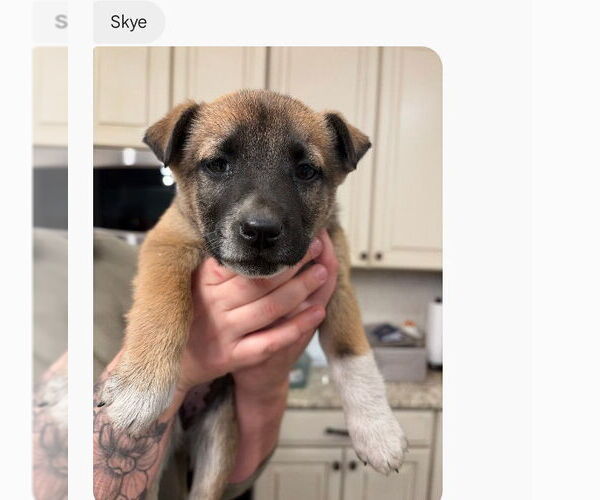 Medium Photo #1 Mutt Puppy For Sale in Holly Springs, NC, USA