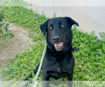 Small #9 Labrador Retriever
