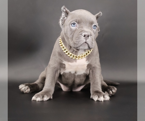 Medium Photo #1 American Bully Puppy For Sale in CHAMPAIGN, IL, USA