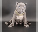 Small American Bully