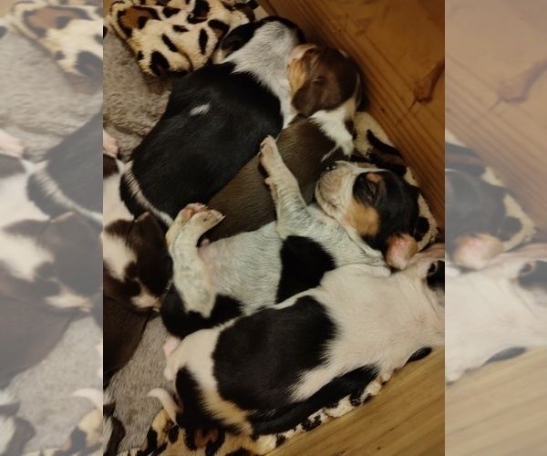 Medium Photo #26 Beagle Puppy For Sale in BOWLING GREEN, MO, USA