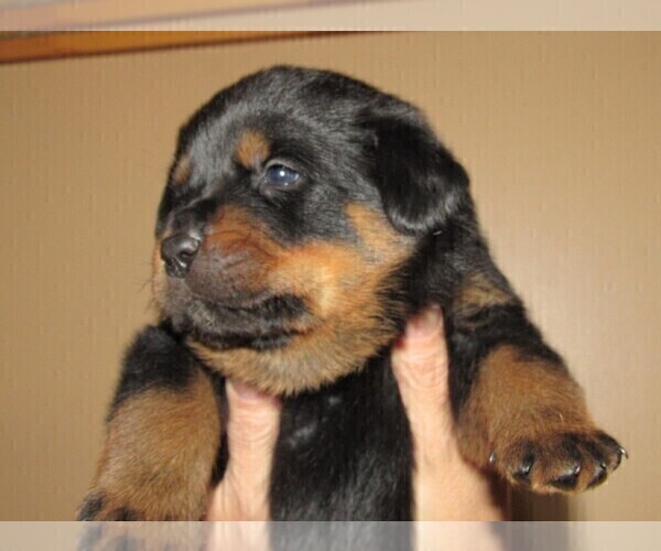 Medium Photo #6 Rottweiler Puppy For Sale in SPOKANE, WA, USA