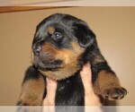 Small Photo #6 Rottweiler Puppy For Sale in SPOKANE, WA, USA