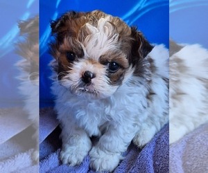 Shih Tzu Puppy for sale in SPOTSYLVANIA, VA, USA