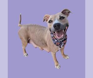 Mutt Dogs for adoption in Bakersfield, CA, USA