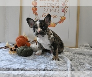 Faux Frenchbo Bulldog Puppy for sale in MILLERSBURG, OH, USA