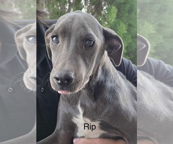 Medium Photo #10 American Pit Bull Terrier-Unknown Mix Puppy For Sale in Minneapolis, MN, USA